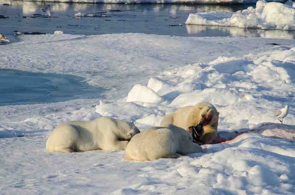 Oso Polar - islas Svalbard - Noruega 71.jpg